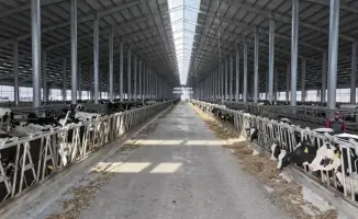 Элитный КРС в Северо-Казахстанской области 9000 голов за три года