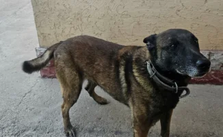 Служебные собаки-ветераны на продаже за 561 тенге: что это значит для их будущего и владельцев?