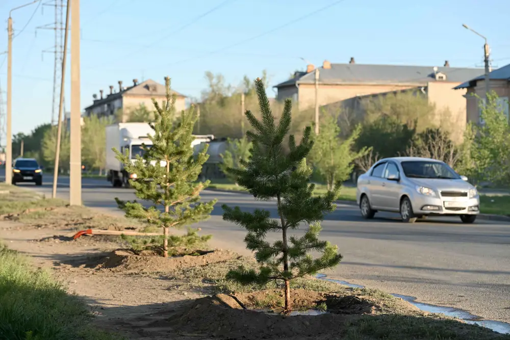 В этом году в Семее высадят 8 тысяч деревьев (4)