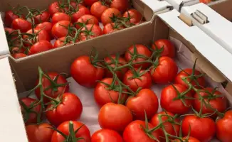 Теплицы Туркестана покрывают 45% спроса на овощи