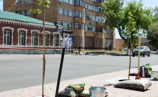 Озеленение Павлодара: новые деревья и саженцы для улучшения городской экологии