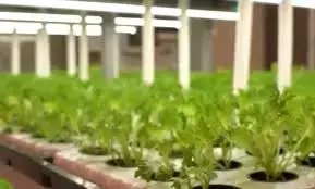 Предпринимательница из Атырау планирует увеличить производство свежей зелени до 1 тонны в месяц