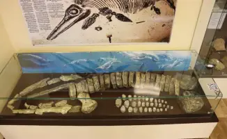 Международное сотрудничество в изучении морских рептилий юрского периода в Западном Казахстане