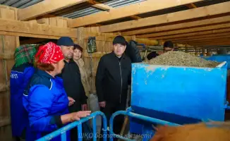 Молочная река из КХ «Кайрат»: симментальские коровы дарят богатство Восток-Молоко